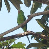 Blue-winged Parrotlet,Tuim
