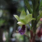 Dichaea trulla Orchid