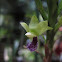 Dichaea trulla Orchid