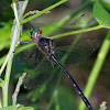 Mocha Emerald dragonflies (male)