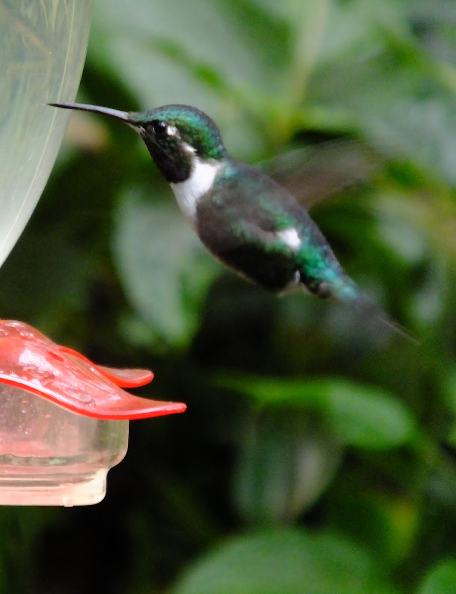 White bellied woodstar