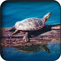 Turtle wallpapers icon