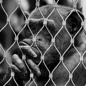 Why me? by Kevin Lozar - Animals Other