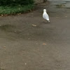 Ring-Billed Gull