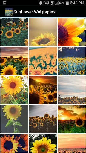 Sunflower Wallpapers