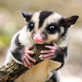 ... by Sugeng Sutanto - Animals Other Mammals