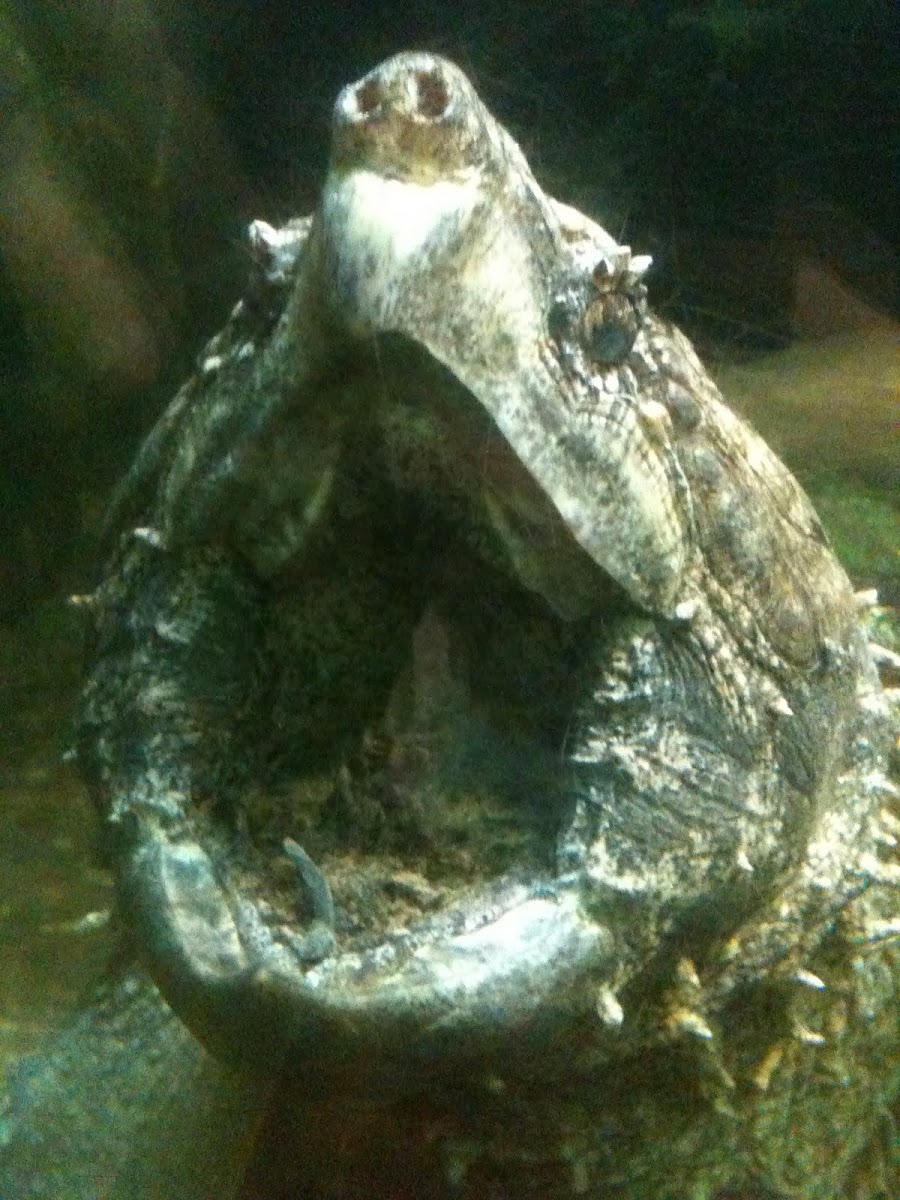 Eastern snapping turtle