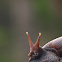 Common snail