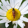 Banded Longhorn Beetle