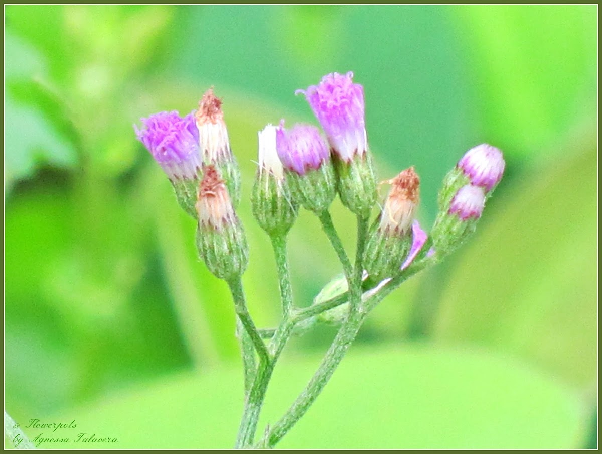 Ash-coloured Fleabane Plant