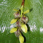 Cogniaux's Orchid