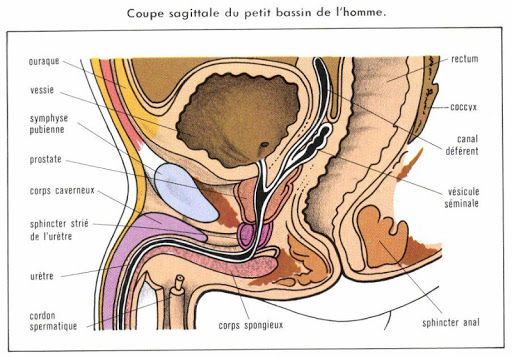 【免費書籍App】LA MÉTHODE NEUROMUSCULAIRE-APP點子