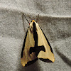 Clymen moth