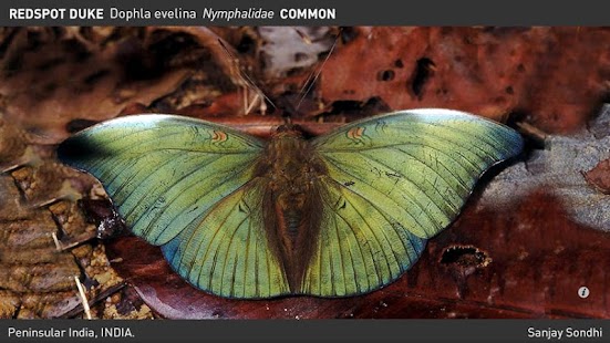 Free Download Butterfly eGuide APK for Android