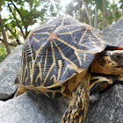 Indian star tortoise