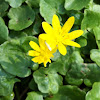 Scharbockskraut (Lesser celandine)