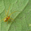 Comb-footed Spider