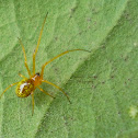 Comb-footed Spider