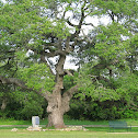 Live Oak