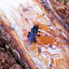 Stingless bee (Zagaño)