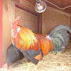 Phillipine Rooster
