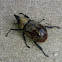 Eastern Hercules Beetle - male