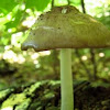  Fawn Mushroom (Pleuteus cervinus)