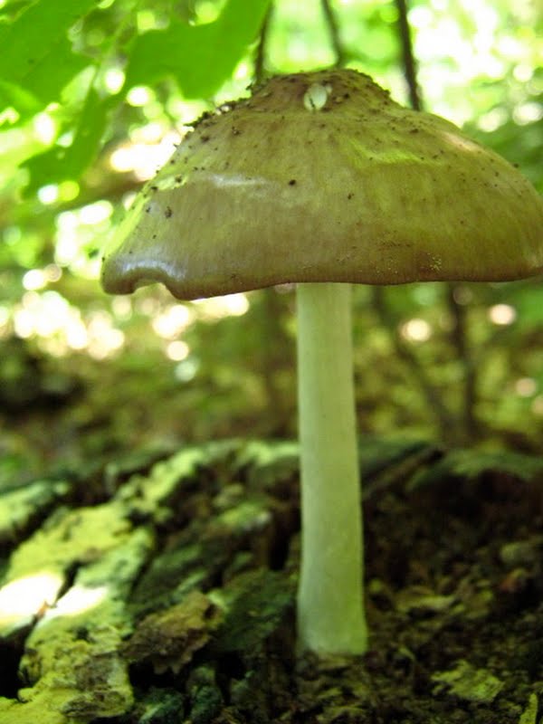  Fawn Mushroom (Pleuteus cervinus)