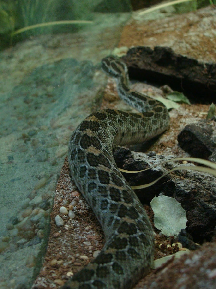 Lance-Headed Rattlesnake