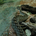 Lance-Headed Rattlesnake