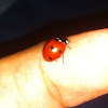 Seven-Spotted Lady Beetle