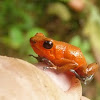 Red poison dart frog