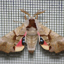 Twin-spotted sphinx (female)