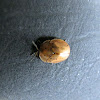 Argus tortoise beetle