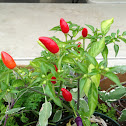 Thai chili pepper