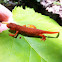 Eastern Newt / Red Eft