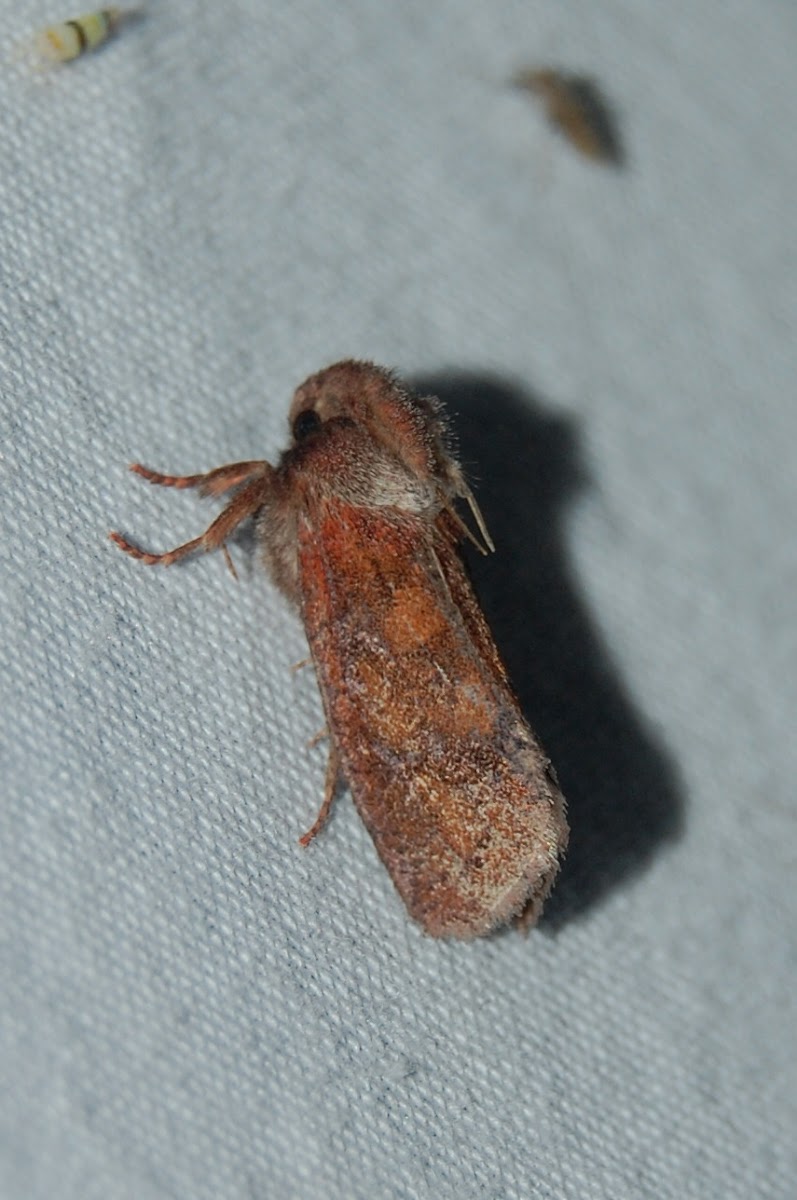 Eastern Grass-tubeworm Moth
