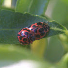 V-marked Lady Beetle