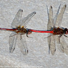 Autumn Meadowhawk dragonflies (mating pair, in tandem)