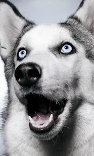 How to mod Huskies Jigsaw Puzzle 1.0 unlimited apk for android