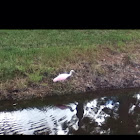 Roseate Spoonbill