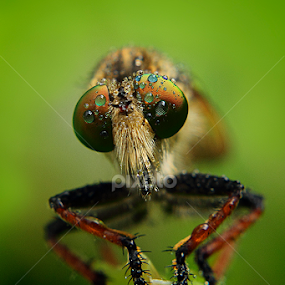 rain hold by Irsya Irsya - Animals Insects & Spiders