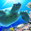 Sea Turtle LiveWallpaper logo