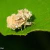 Green lacewing debris-carrying larva