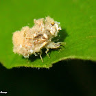 Green lacewing debris-carrying larva