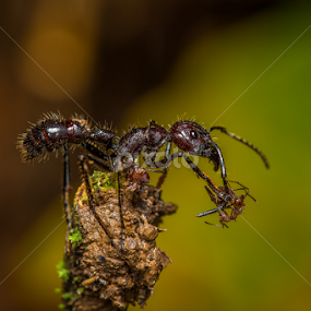 Bullet Ant with Atta Ant by Scott Trageser - Animals Insects & Spiders