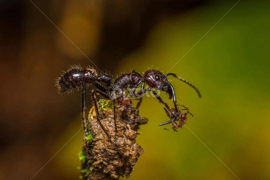 Bullet Ant with Atta Ant by Scott Trageser - Animals Insects & Spiders ( big, fauna, d800e, professional, south america, bullet ant, scott trageser, http://www.naturestills.com, san jose del payamino, latin, stock, international, rain, reef, biology, organism, natural, wildlife photography, new world, ocean, slr, close-up enlarged, biological, animal, detail, jungle, ecuador, ecuadorian amazon, blown up, naturestills, magnify, marine, sea, nikkor, nikon, amazonia, atta ant, invertebrate, close, high resolution, wildlife, macro, close up, identify, nature, full-frame, tropical, outdoor, larger than life, micro, rainforest, dslr, d800, coral reef, wild, no people )