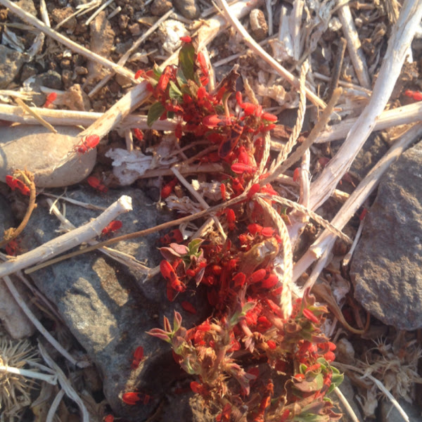 red-pumpkin-bug-project-noah