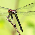 Slaty skimmer dragonfly, female