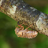 Cicada nimph's exoskeleton